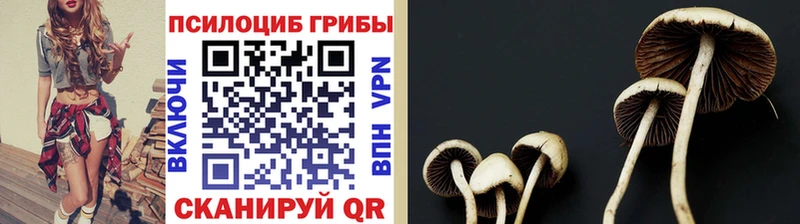 Галлюциногенные грибы мицелий  Купить  Петровск 